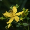 Common St. John's Wort - Hypericum perforatum | Fotografijos autorius : Žilvinas Pūtys | © Macronature.eu | Macro photography web site