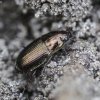 Common Sun Beetle - Amara aenea | Fotografijos autorius : Kazimieras Martinaitis | © Macronature.eu | Macro photography web site