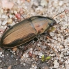 Common Sun Beetle - Amara aenea | Fotografijos autorius : Gintautas Steiblys | © Macrogamta.lt | Šis tinklapis priklauso bendruomenei kuri domisi makro fotografija ir fotografuoja gyvąjį makro pasaulį.