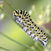 Common Swallowtail (Papilio machaon) caterpillar | Fotografijos autorius : Darius Baužys | © Macronature.eu | Macro photography web site