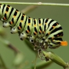 Machaono - Papilio machaon vikšras | Fotografijos autorius : Gintautas Steiblys | © Macronature.eu | Macro photography web site