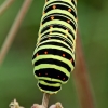 Common Swallowtail - Papilio machaon, caterpillar | Fotografijos autorius : Gintautas Steiblys | © Macronature.eu | Macro photography web site