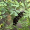Common Swallowtail - Papilio machaon, caterpillar | Fotografijos autorius : Vidas Brazauskas | © Macronature.eu | Macro photography web site