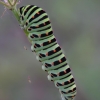 Common Swallowtail - Papilio machaon, caterpillar | Fotografijos autorius : Romas Ferenca | © Macronature.eu | Macro photography web site