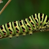 Common Swallowtail - Papilio machaon, caterpillar | Fotografijos autorius : Gintautas Steiblys | © Macronature.eu | Macro photography web site