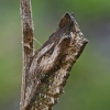Common Swallowtail - Papilio machaon, pupa | Fotografijos autorius : Gintautas Steiblys | © Macronature.eu | Macro photography web site