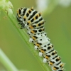 Common Swallowtail - Papilio machaon, young caterpillar | Fotografijos autorius : Gintautas Steiblys | © Macronature.eu | Macro photography web site