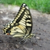 Machaonas - Papilio machaon | Fotografijos autorius : Agnė Kulpytė | © Macronature.eu | Macro photography web site