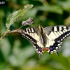 Machaonas - Papilio machaon | Fotografijos autorius : Gediminas Gražulevičius | © Macronature.eu | Macro photography web site