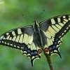 Common Swallowtail - Papilio machaon | Fotografijos autorius : Gintautas Steiblys | © Macronature.eu | Macro photography web site