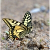 Common Swallowtail - Papilio machaon | Fotografijos autorius : Valdimantas Grigonis | © Macronature.eu | Macro photography web site