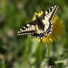 Common Swallowtail - Papilio machaon | Fotografijos autorius : Valdimantas Grigonis | © Macronature.eu | Macro photography web site