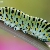 Common Swallowtail - Papilio machaon | Fotografijos autorius : Arūnas Eismantas | © Macrogamta.lt | Šis tinklapis priklauso bendruomenei kuri domisi makro fotografija ir fotografuoja gyvąjį makro pasaulį.