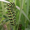 Machaonas - Papilio machaon  | Fotografijos autorius : Nomeda Vėlavičienė | © Macronature.eu | Macro photography web site