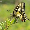Common Swallowtail - Papilio machaon | Fotografijos autorius : Deividas Makavičius | © Macronature.eu | Macro photography web site