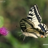 Machaonas - Papilio machaon | Fotografijos autorius : Lukas Jonaitis | © Macronature.eu | Macro photography web site
