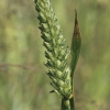 Common Wheat - Triticum aestivum | Fotografijos autorius : Gintautas Steiblys | © Macronature.eu | Macro photography web site