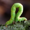 Common White Wave - Cabera pusaria, caterpillar | Fotografijos autorius : Romas Ferenca | © Macronature.eu | Macro photography web site