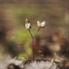 Pavasarinė ankstyvė - Draba verna | Fotografijos autorius : Vidas Brazauskas | © Macronature.eu | Macro photography web site