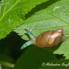 Common amber snail (Succinea putris) & parasite Leucochloridium paradoxum | Fotografijos autorius : Aleksandras Naryškin | © Macronature.eu | Macro photography web site