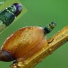 Didžioji gintarė - Succinea putris ir parazitas Leucochloridium paradoxum  | Fotografijos autorius : Gintautas Steiblys | © Macronature.eu | Macro photography web site