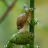 Common amber snail - Succinea putris and parasite Leucochloridium paradoxum | Fotografijos autorius : Žilvinas Pūtys | © Macronature.eu | Macro photography web site