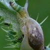 Common amber snail - Succinea putris with parasite Leucochloridium paradoxum  | Fotografijos autorius : Gintautas Steiblys | © Macronature.eu | Macro photography web site