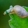 Common amber snail - Succinea putris with parasite Leucochloridium paradoxum | Fotografijos autorius : Darius Baužys | © Macronature.eu | Macro photography web site
