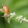 Common amber snail - Succinea putris | Fotografijos autorius : Vidas Brazauskas | © Macronature.eu | Macro photography web site
