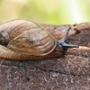 Common amber snail - Succinea putris | Fotografijos autorius : Gintautas Steiblys | © Macronature.eu | Macro photography web site
