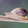 Common amber snail - Succinea putris | Fotografijos autorius : Darius Baužys | © Macronature.eu | Macro photography web site
