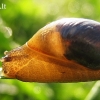 Common amber snail - Succinea putris | Fotografijos autorius : Rasa Gražulevičiūtė | © Macronature.eu | Macro photography web site