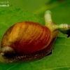 Common amber snail - Succinea putris | Fotografijos autorius : Romas Ferenca | © Macronature.eu | Macro photography web site