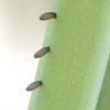 Paprastasis smidrinukas - Crioceris asparagi, kiaušinai | Fotografijos autorius : Romas Ferenca | © Macronature.eu | Macro photography web site