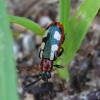 Common asparagus beetle - Crioceris asparagi | Fotografijos autorius : Romas Ferenca | © Macronature.eu | Macro photography web site