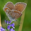 Common blue - Polyommatus icarus ♀ | Fotografijos autorius : Gintautas Steiblys | © Macronature.eu | Macro photography web site