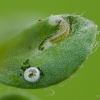Common blue - Polyommatus icarus, caterpillar | Fotografijos autorius : Eglė Vičiuvienė | © Macronature.eu | Macro photography web site