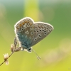 Common blue - Polyommatus icarus | Fotografijos autorius : Eglė Vičiuvienė | © Macronature.eu | Macro photography web site
