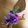 Common blue - Polyommatus icarus | Fotografijos autorius : Ramunė Vakarė | © Macronature.eu | Macro photography web site