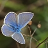 Common blue - Polyommatus icarus | Fotografijos autorius : Gintautas Steiblys | © Macronature.eu | Macro photography web site