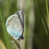 Dirvinis melsvys - Polyommatus icarus | Fotografijos autorius : Vidas Brazauskas | © Macronature.eu | Macro photography web site