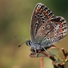 Common blue - Polyommatus icarus | Fotografijos autorius : Gintautas Steiblys | © Macronature.eu | Macro photography web site