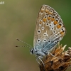 Dirvinis melsvys - Polyommatus icarus | Fotografijos autorius : Gintautas Steiblys | © Macronature.eu | Macro photography web site