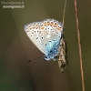 Common blue - Polyommatus icarus | Fotografijos autorius : Gediminas Gražulevičius | © Macronature.eu | Macro photography web site
