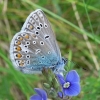 Common blue - Polyommatus icarus | Fotografijos autorius : Deividas Makavičius | © Macronature.eu | Macro photography web site