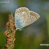 Common blue - Polyommatus icarus | Fotografijos autorius : Darius Baužys | © Macronature.eu | Macro photography web site