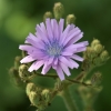 Common blue-sow-thistle - Cicerbita macrophylla | Fotografijos autorius : Nomeda Vėlavičienė | © Macronature.eu | Macro photography web site