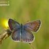 Common blues - Polyommatus icarus | Fotografijos autorius : Darius Baužys | © Macronature.eu | Macro photography web site