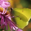 Common brimstone - Gonepteryx rhamni ♂ | Fotografijos autorius : Gintautas Steiblys | © Macronature.eu | Macro photography web site