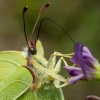 Common brimstone - Gonepteryx rhamni  | Fotografijos autorius : Oskaras Venckus | © Macronature.eu | Macro photography web site